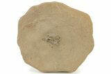 Detailed, Jurassic Brittle Star (Palaeocoma) - England #231968-1